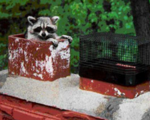 What To Do When There Is An Animal In Your Chimney