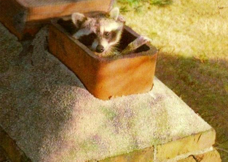 raccoon peeking out of chimney