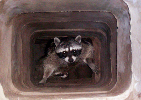 raccoons in chimney