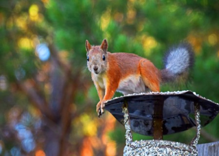 squirrel in chimney