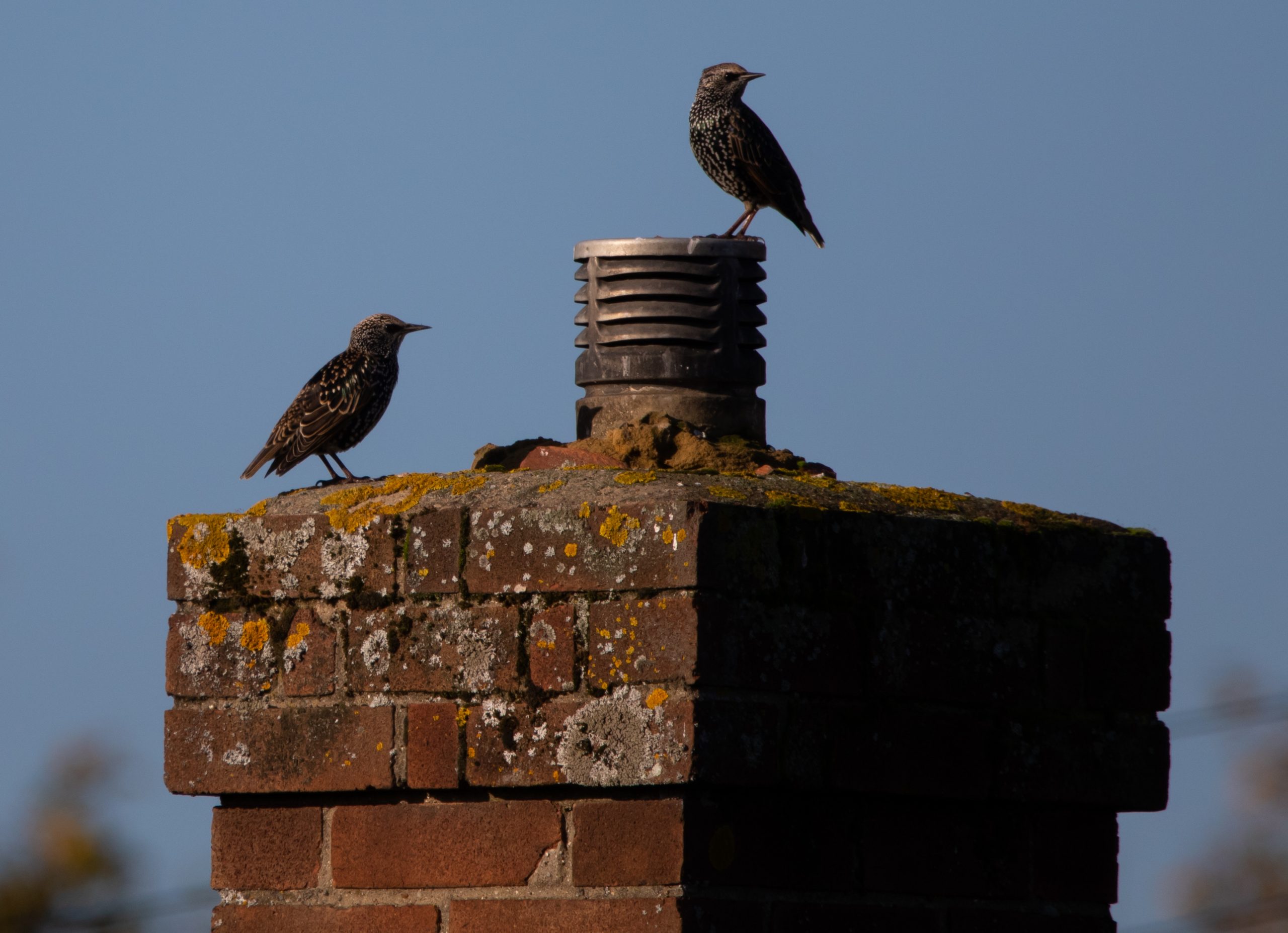 Chimney Birds AnimalsOut