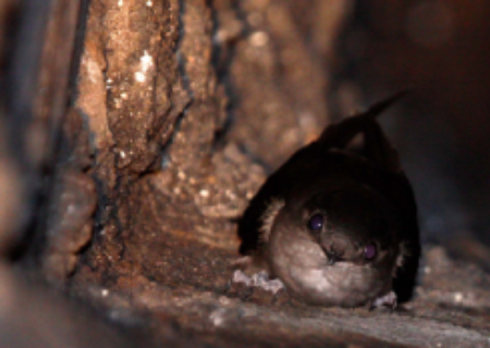 Chimney Swift Found in a Chimney by Animals Out and Chimney Sweep Pensacola