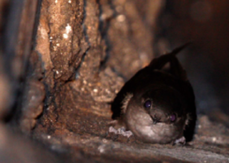 chimney swift in chimney