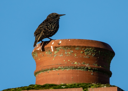 bird on chimney