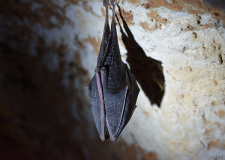 bat in chimney