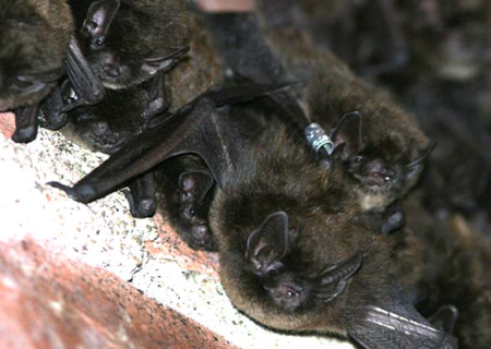 bats in chimney