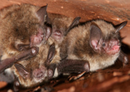 lots of bats in chimney