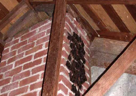 bats on chimney