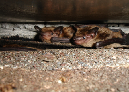 two bats in chimney