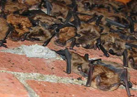 colony of bats in chimney