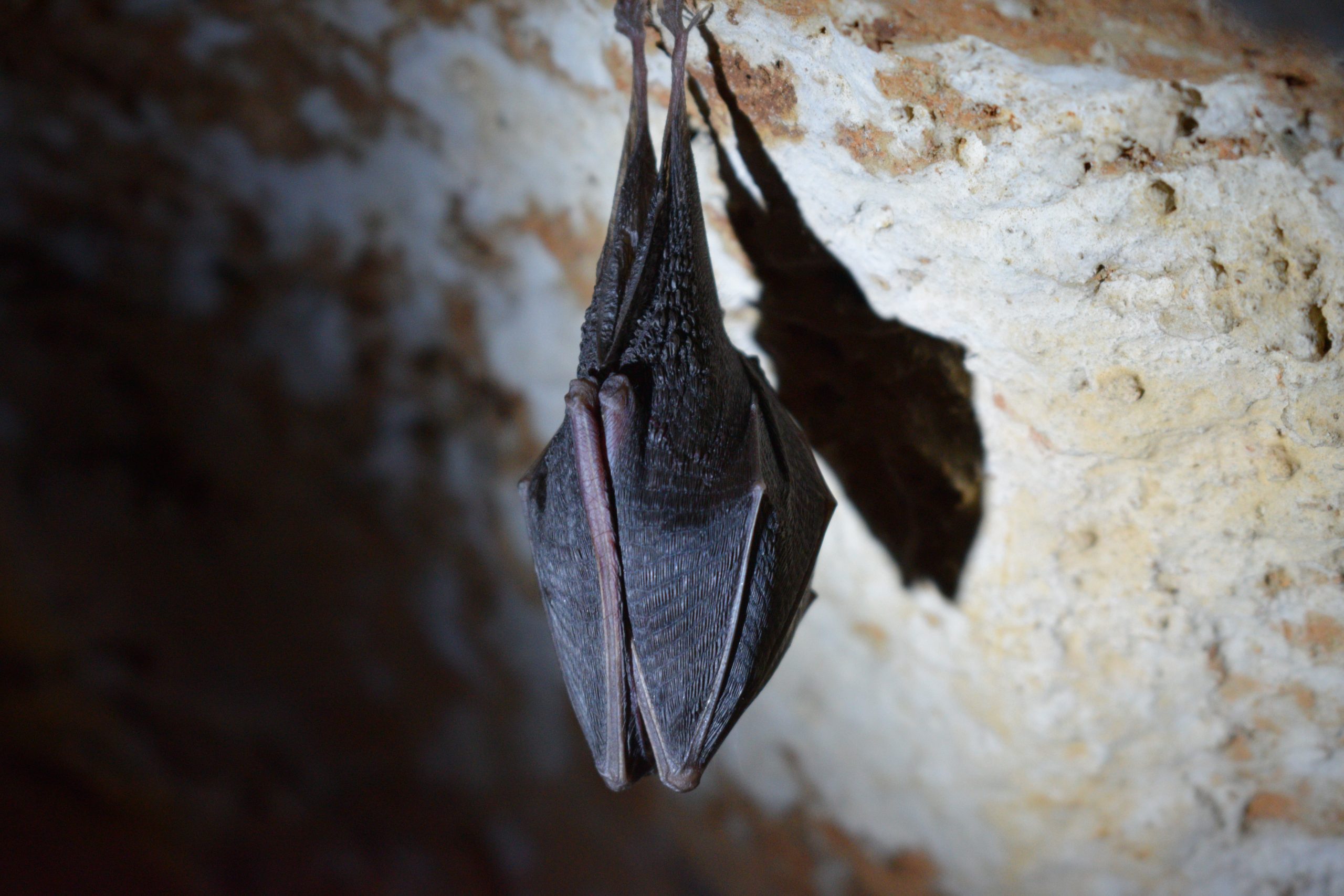 Bat hanging upside down Animals out