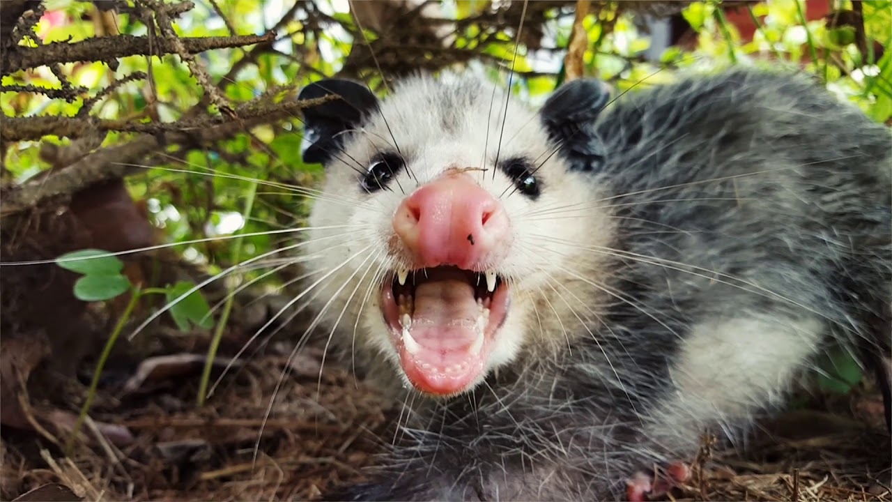 Wild Opossum found by Animals Out Chimney Sweep Pensacola