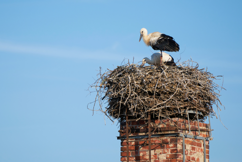 Animal in your Chimney