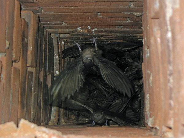 bats on chimney