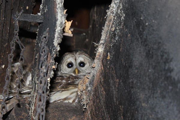 Chimney sweep leads to an owl being found