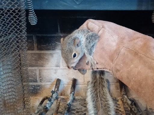 Chimney Inspection