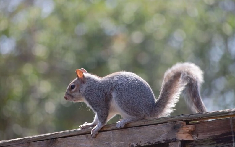 Chimney Inspection